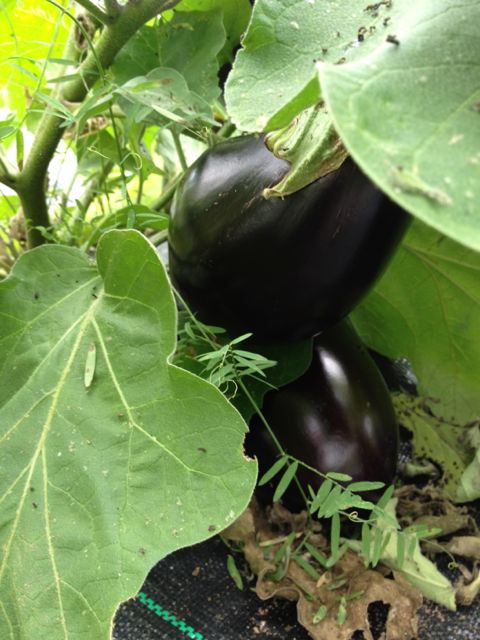 eggplant2