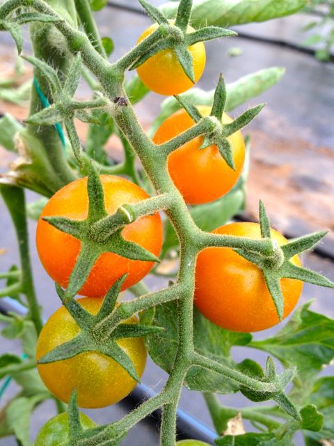 Sungold cherry tomatoes coming along.  After the photo, they disappeared.  Hmm....
