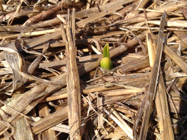 Garlic sprout peeking out above the straw