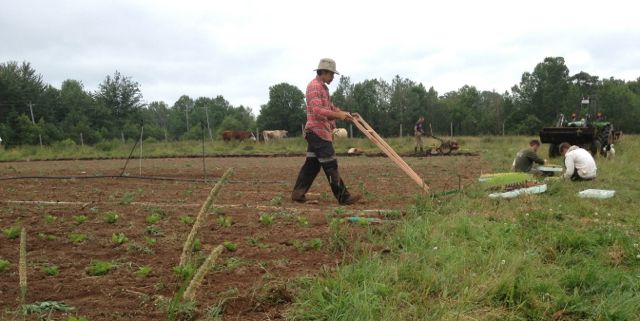 Benjamin using the wheel hoe to prepare parsnips for hilling.  David applying compost in the background with the cattle looking on
