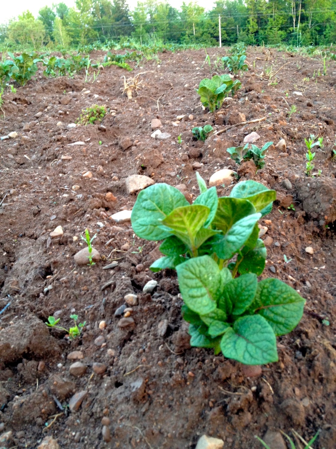 Potatoes pushing through the soil